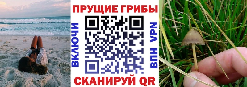 Псилоцибиновые грибы Psilocybe  сколько стоит  Волжский 